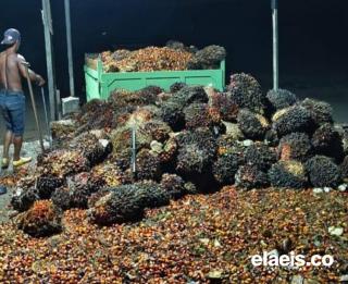 Petani Dukung Pemkab Kukar Programkan RAD Kelapa Sawit Berkelanjutan