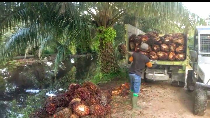 Setelah Naik Rp 100, Kini Anjlok Rp 130 Harga CPO Hasil Tender PT KPBN Periode 4 September 2024