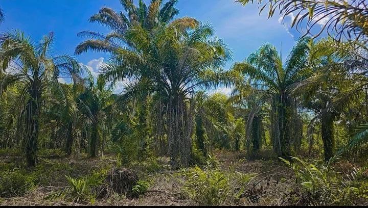 Masih Tergolong Muda, 500 Hektar Kebun Sawit di Rupat Mau Diremajakan