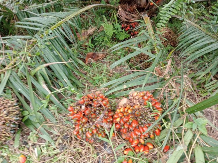 Pemkab Batanghari Sediakan Bibit Sawit Unggul Secara Subsidi bagi Petani