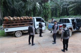 Sudah 175 Kasus Pencurian Sawit Ditangani Polda Kalteng, Tersangkanya 350 Orang
