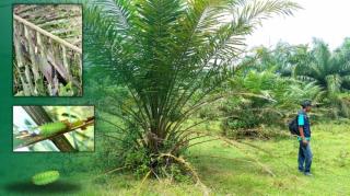 Kebun Sawit di Tinali Diserang Hama Ulat Api, Disbun Sulbar Lakukan ini