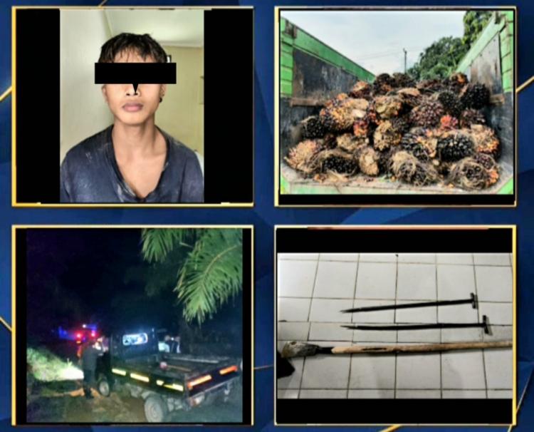 Tertangkap Tangan Jarah Sawit Perusahaan, Seorang Pelaku Diamankan