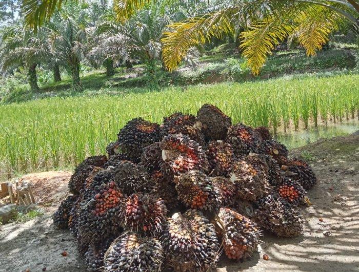 Hampir Seperlima Kebun Sawit Rakyat di Aceh Diremajakan oleh BPDPKS
