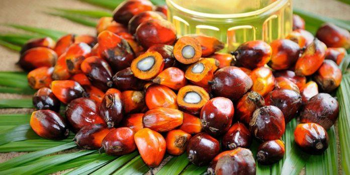 Harga Sawit di Kabupaten Batanghari Naik Menjadi Rp 3.283 Per Kilogram