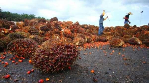 Pengembangan KIT Pekanbaru Difokuskan untuk Hilirisasi Sawit