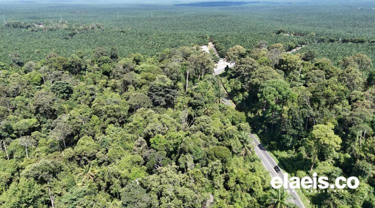 Bak Liukan Ular Raksasa di Lintas Utara Sumatera