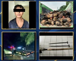 Tertangkap Tangan Jarah Sawit Perusahaan, Seorang Pelaku Diamankan