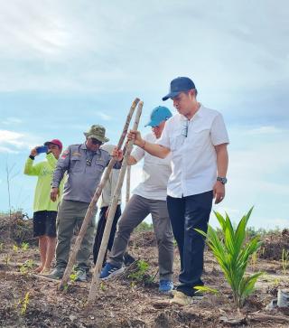 Tumpang Sari Sawit dan Padi Gogo, Solusi Dongkrak Produksi Padi dan Pendapatan Petani