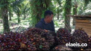 Kisah Putra Bone di Kampung Besok