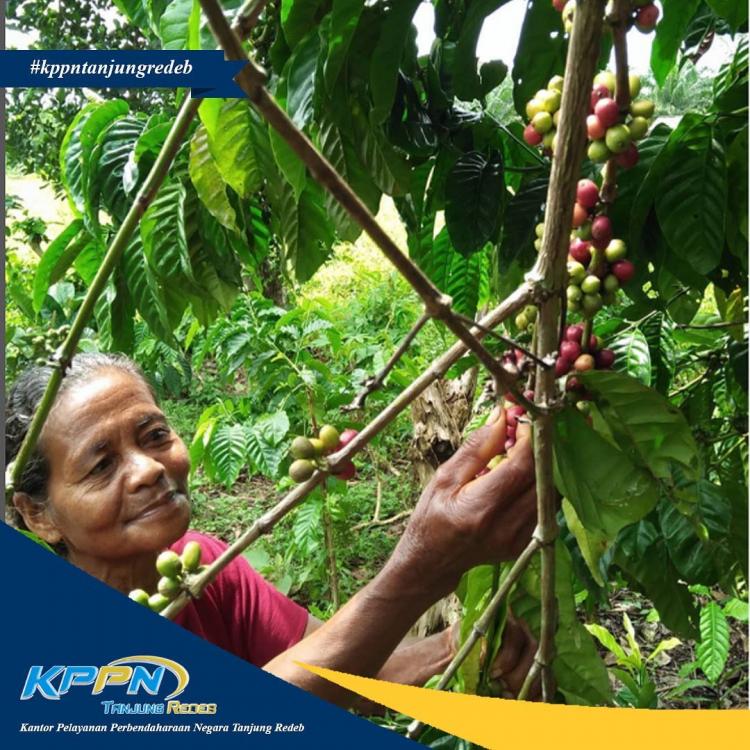 Selamatkan Kopi Lokal Berau dari Ekspansi Sawit, Diperlukan Insentif Bagi Petani