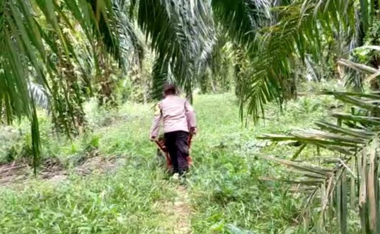 Meriah Bosque! Harga TBS Sawit Swadaya di Sumut Tembus Rp 3.500/Kg