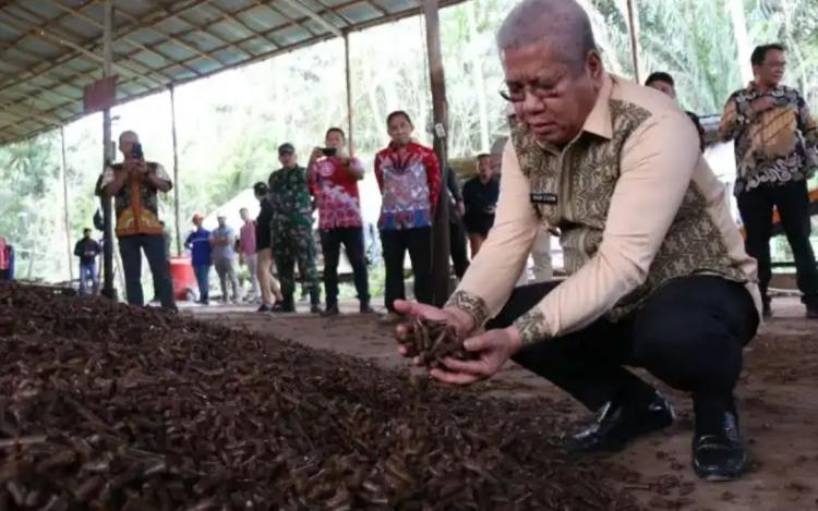 Jadi Bahan Bakar PLTU, ini Keunggulan Briket dari Tankos Sawit Dibanding Batu Bara