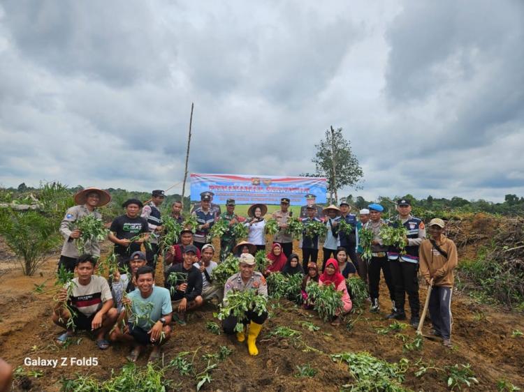 Dukung Ketahanan Pangan, Kebun Sawit Milik Personel Polisi Ditanami Ubi Rambat