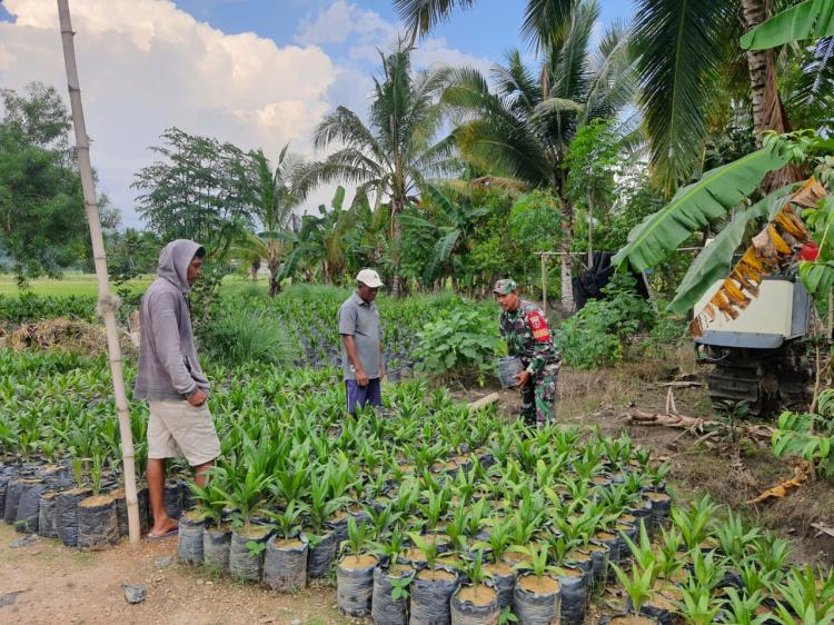 Di Poleang Timur, Babinsa Turun Tangan Dampingi Petani Pilih Bibit Sawit Unggul