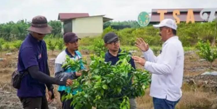 Limbah Sawit Digunakan untuk Tingkatkan Kesuburan Lahan Pasang Surut