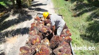 Mental Petarung Seorang Fitra