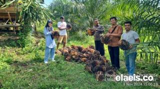 Mantap! Umur 42 Bulan, Kebun PSR di Kolaka ini Sudah Menghasilkan TBS 2,8 Ton Perhektar Perbulan