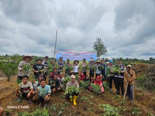 Dukung Ketahanan Pangan, Kebun Sawit Milik Personel Polisi Ditanami Ubi Rambat