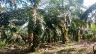 Pabrik Minyak Merah akan Dibangun di Kecamatan Kembang Janggut