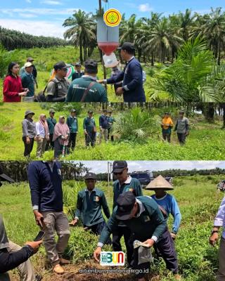 Jaga Produksi Sawit Petani, Ditjenbun Lakukan Demplot Pengendalian Kumbang Tanduk