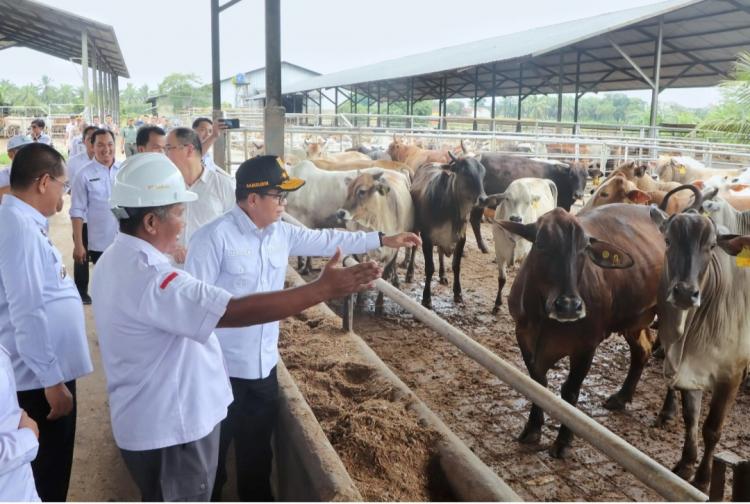 Petani Lampung Diminta Contoh Integrasi Sawit-Sapi di PT Nakau