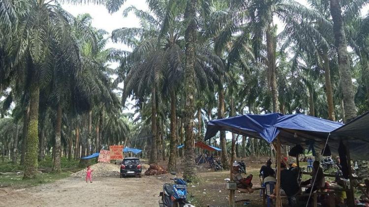 Aksi Blokade Jalan oleh FMBP, Petani Plasma Sulit Jual TBS Kelapa Sawit