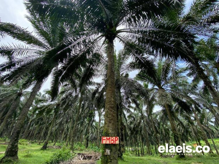 Masyarakat Jarah TBS Kelapa Sawit di HGU PT Agricinal