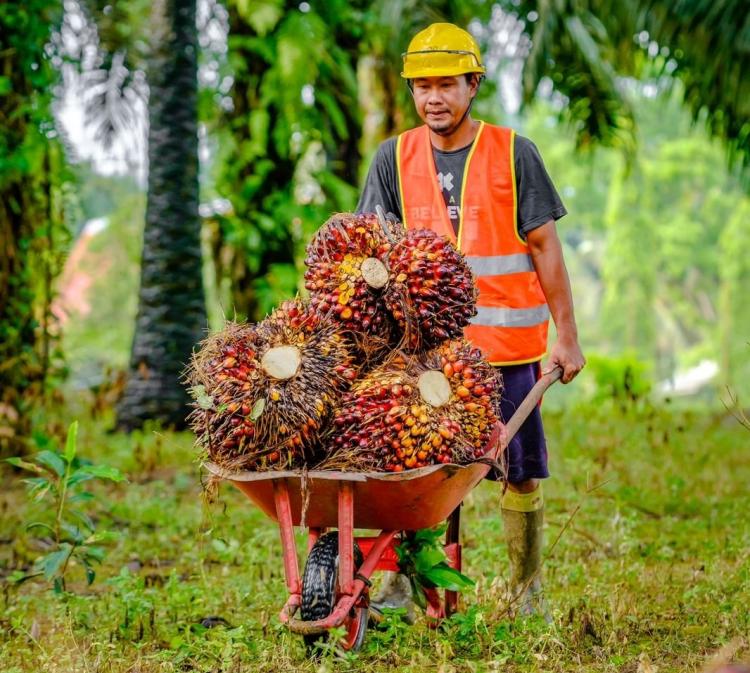 Naik Lagi, Harga TBS Sawit di Jambi Periode 13-19 Desember 2024 Capai Rp 3.791,26 per kilogram.