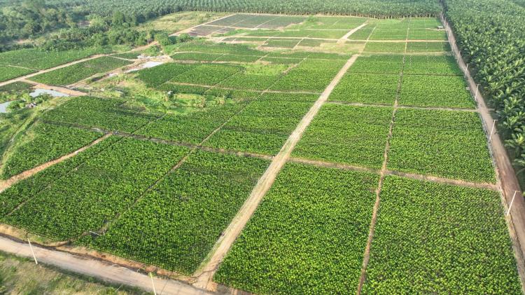 Permintaan Naik, PTPN IV Regional III Tambah 200 Ribu Bibit Sawit Unggul Buat Petani Riau