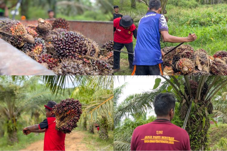 Kelola Lahan Lapas Nunukan, Warga Binaan Panen 1,9 Ton Sawit