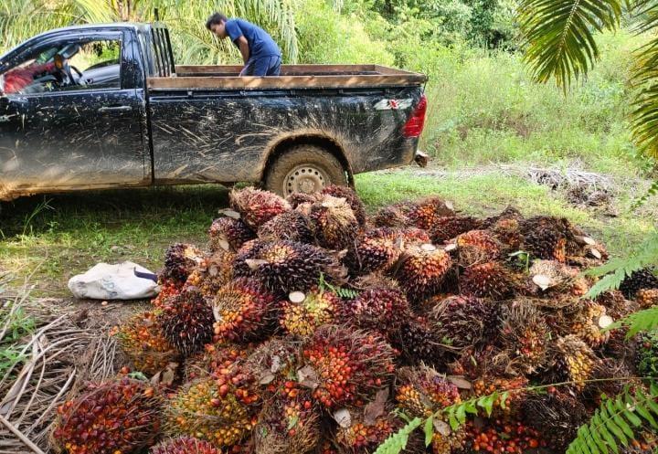 Mau Akhir Tahun, Harga TBS Sawit Di Sumut Malah Terjun