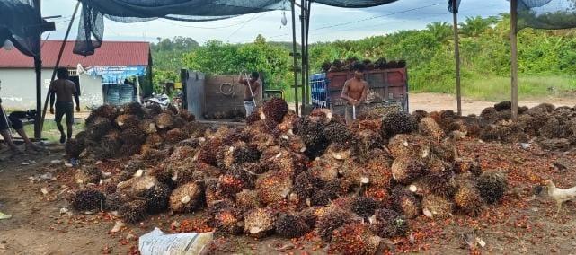 Naik Lagi, Harga Sawit di Kalbar Diprediksi Moncer Hingga Awal Tahun