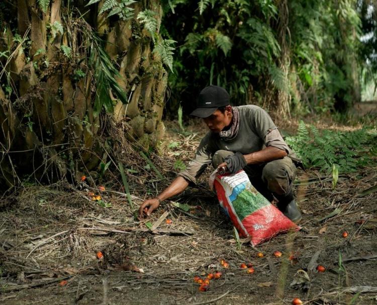 Enggan Bermitra, Banyak PKS di Pasbar Juga Tak Patuhi Harga TBS Pemerintah