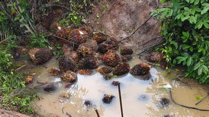 Perusahaan Jadi Sasaran Pencuri, Pengepul Sawit Diingatkan Jangan Jadi Penadah