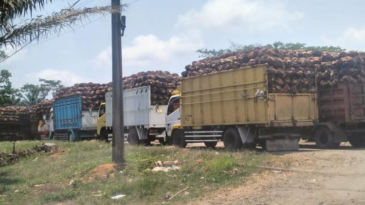 Hasil Panen Tak Tertampung PKS, Petani Banten Jual Sawit ke Lampung