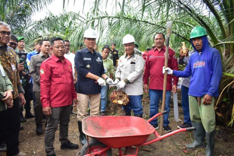Pakai Pupuk Organik, Ukuran TBS Sawit Program PSR Jadi Lebih Besar