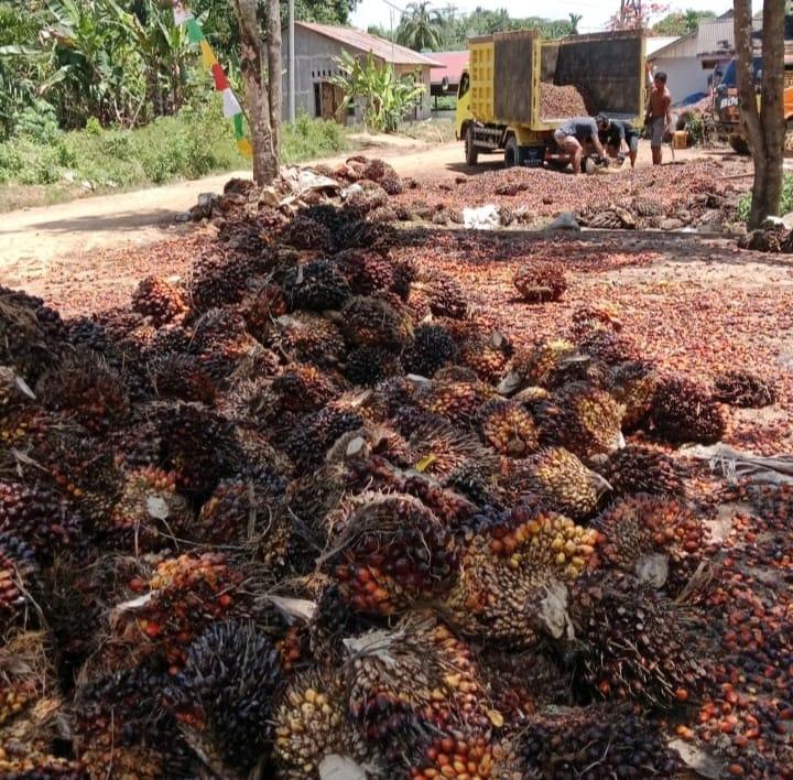 Horor! Harga TBS Sawit Swadaya di Riau Turun Rp 184,52/Kg