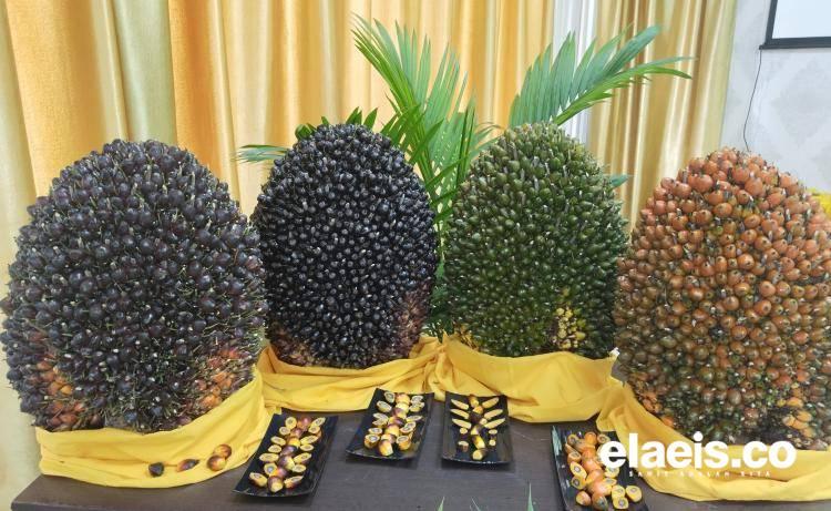 Produksi dan Ekspor CPO Periode Oktober Meningkat, namun Secara YoY Menurun 