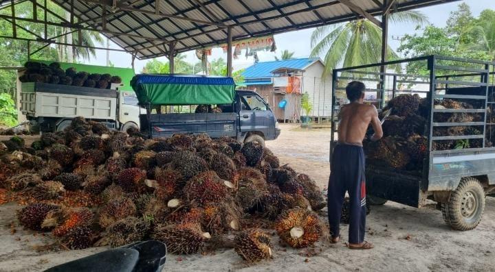 Tergelincir Lagi, Harga TBS Sawit Tertinggi di Sumbar Rp 3.704,31/kg