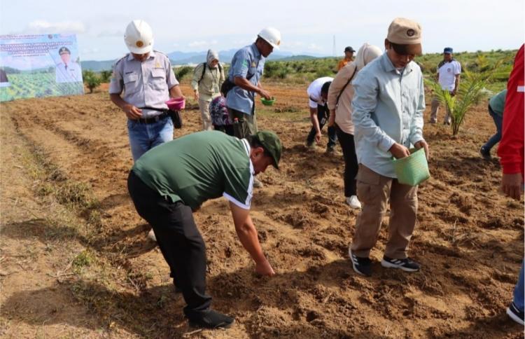 Kalsel Siapkan Puluhan Ribu Hektar Lahan untuk Tumpang Sari Padi Gogo