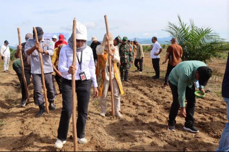 Kejar Swasembada Pangan, Lahan Sawit di Kalsel Mulai Ditanami Padi Gogo 