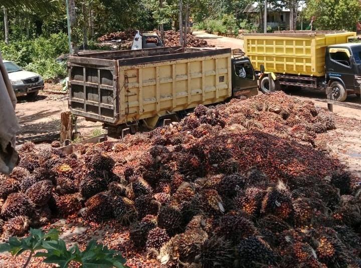 Harga TBS Sawit Swadaya di Sumut Makin Tertekan