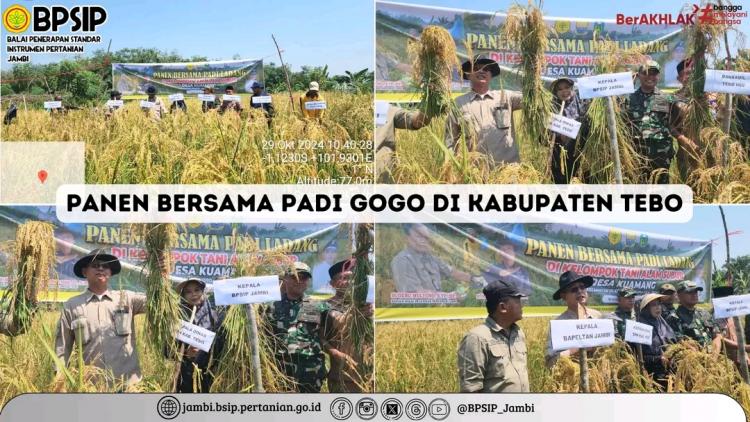 Tumpang Sisip Padi Gogo di Kebun Sawit di Tebo Berhasil, Segini Hasil Panennya
