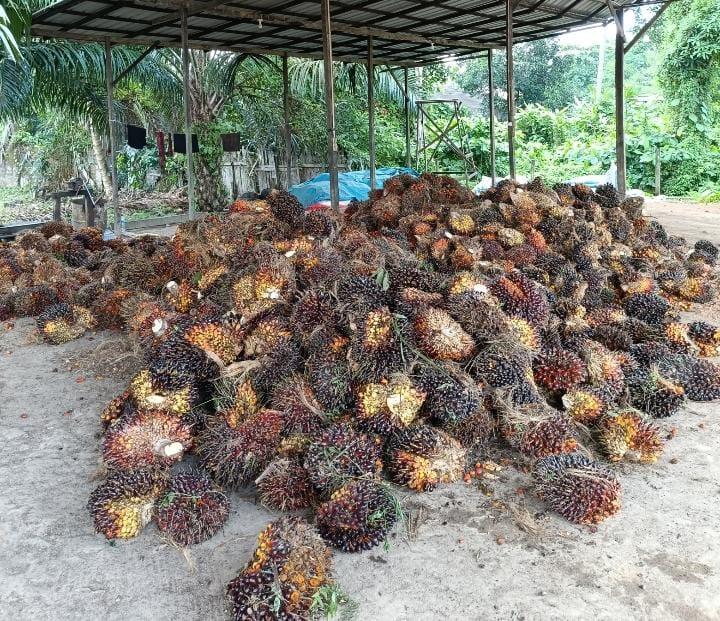 Liburan, Harga TBS Kelapa Sawit di Aceh Utara Stagnan