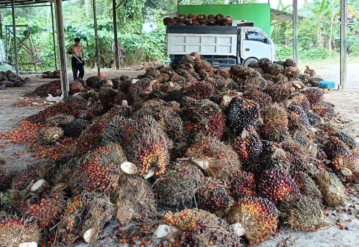 Jelang Pergantian Tahun, Harga TBS Kelapa Sawit di Kaltim Makin Moncer