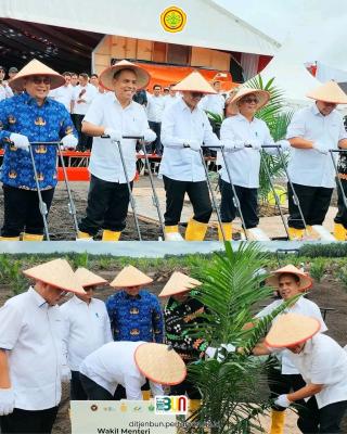 500 Ribu Hektare Lahan Sawit Rakyat Berpotensi Ditanami Padi Gogo