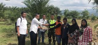 Pelaksanaan Tusip Padi Gogo di Kebun Sawit Terus Dikawal