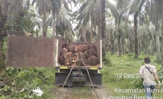 FMBP Arogan, Perintahkan Warga Jarah TBS Kelapa Sawit PT Agricinal 