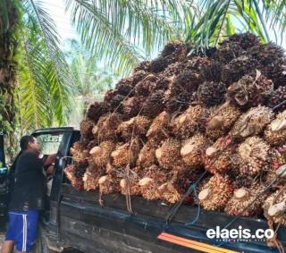 Kebun Sawit PSR ini Baru Berumur 5 Tahun, Sekali Panen Dapat 5-8 Ton Perkapling
